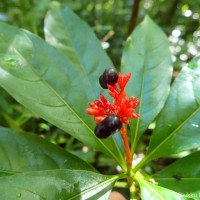 Rauvolfia serpentina (L.) Benth. ex Kurz